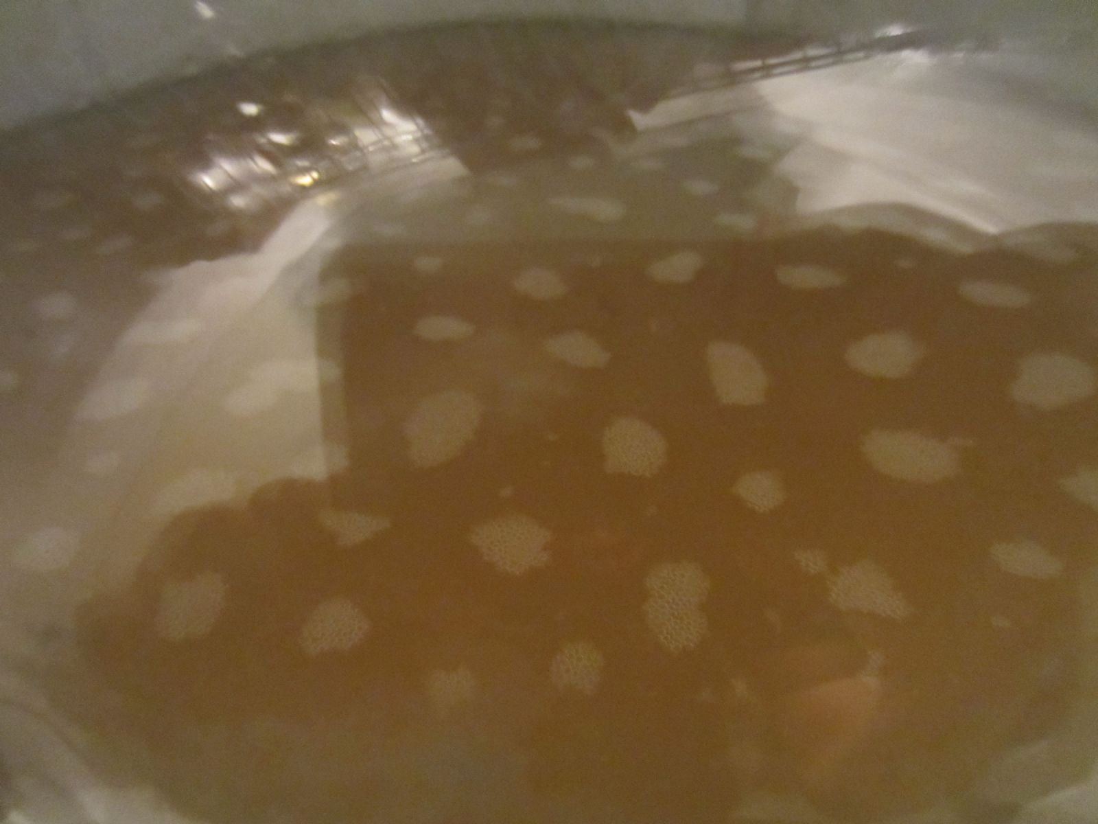 Initial Visual Signs of Yeast Growth