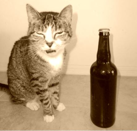 Cat and Beer