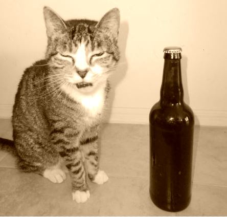Cat and Beer Cat and Beer